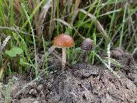 Psilocybe coprophila image