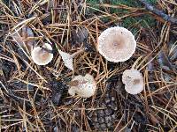 Clitocybe rivulosa image