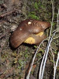 Boletinellus exiguus image