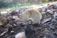 Chlorophyllum rachodes image