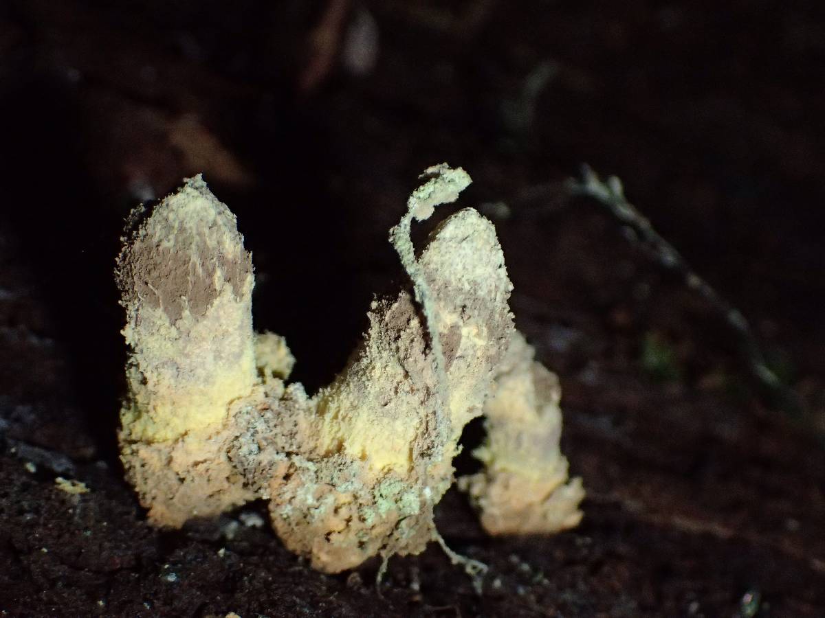 Trichocoma paradoxa image