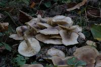 Clitocybe subconnexa image