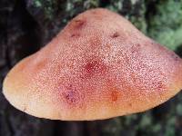 Fistulina hepatica image