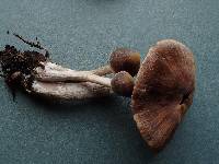 Cortinarius casimiri image