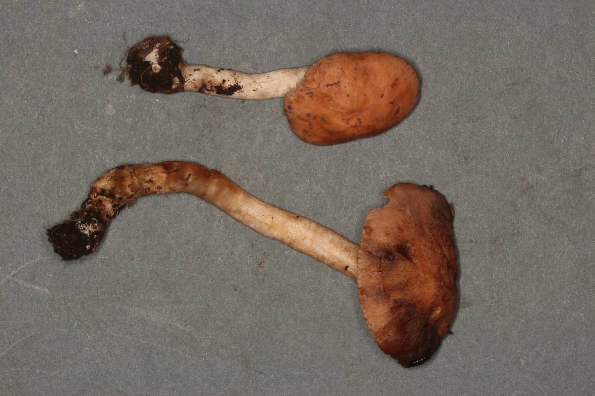 Hebeloma theobrominum image