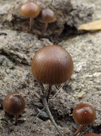 Psilocybe coprophila image