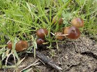 Psilocybe coprophila image