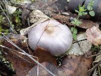 Inocybe geophylla image