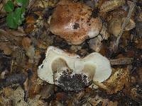 Tricholoma dryophilum image