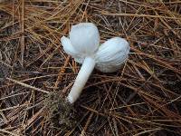 Tricholoma scalpturatum image