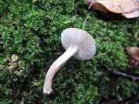 Inocybe splendens image