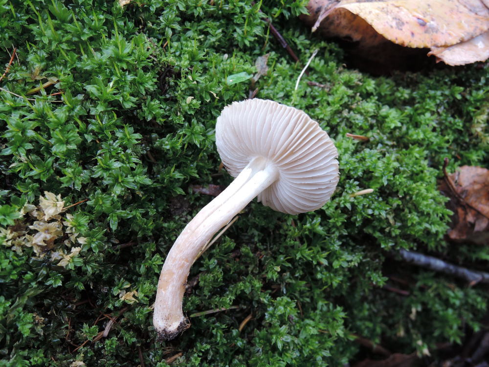 Inocybe splendens image