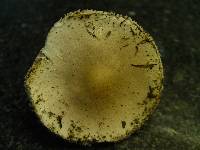 Leucoagaricus carneifolius image