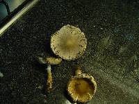 Leucoagaricus carneifolius image