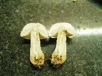 Leucoagaricus carneifolius image