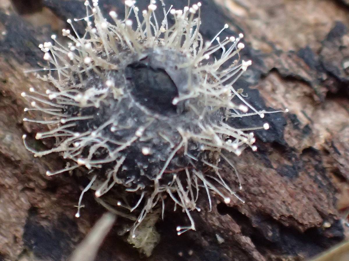 Phylacia poculiformis image