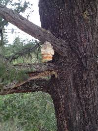 Fomitopsis officinalis image