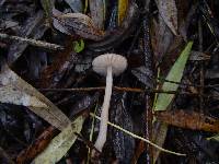 Mycena rosea image