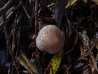 Mycena rosea image