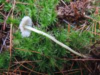 Mycena griseoviridis image