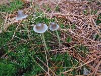 Mycena griseoviridis image