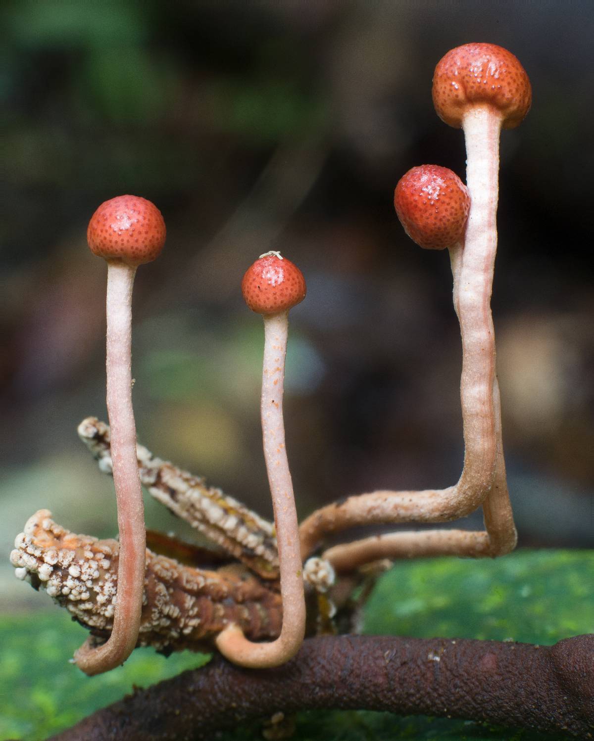 Ophiocordyceps amazonica image