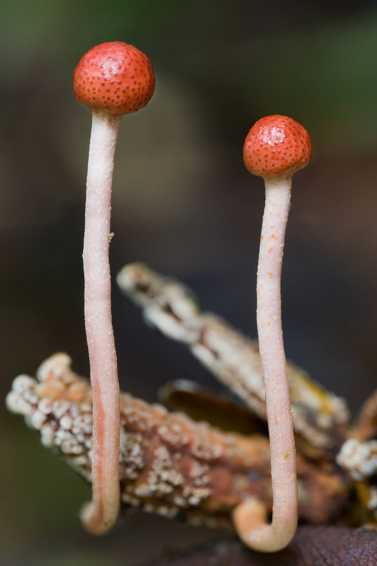 Ophiocordyceps amazonica image