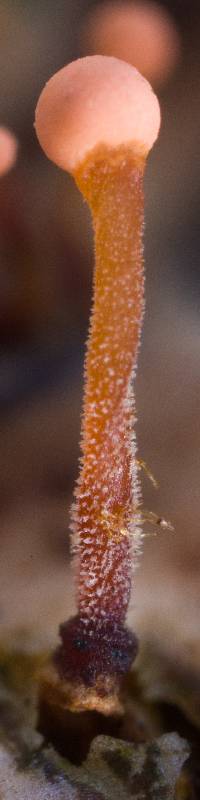 Tubercularia lateritia image