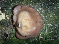 Auricularia fuscosuccinea image