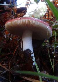 Russula silvicola image