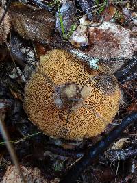 Suillus lakei image