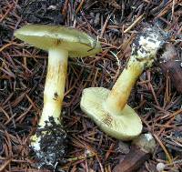 Cortinarius oliveopetasatus image