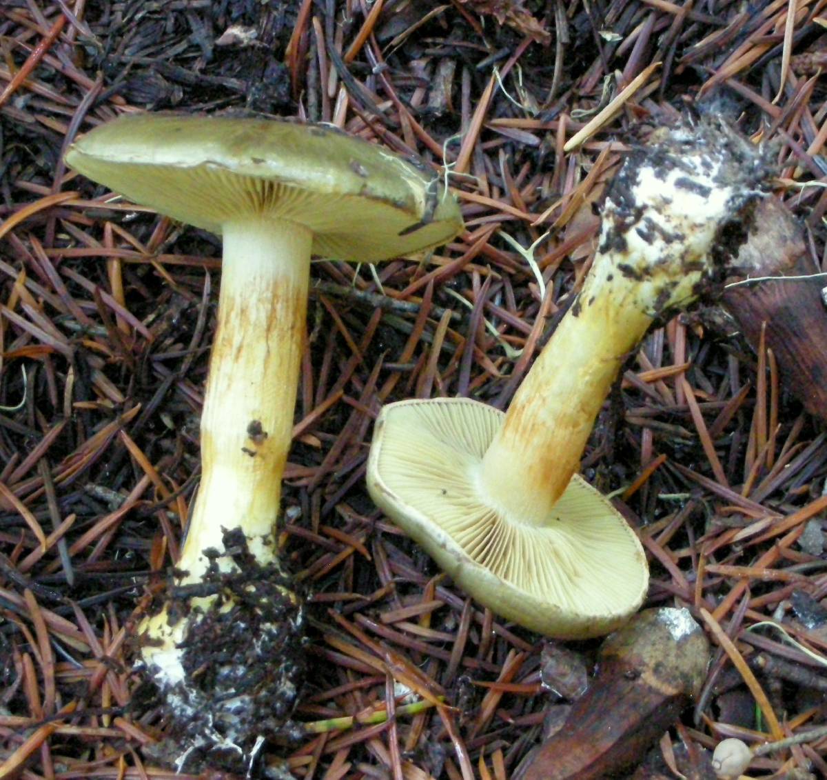 Cortinarius oliveopetasatus image