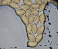 Gymnopilus liquiritiae image