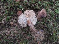 Tricholoma imbricatum image