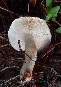 Tricholoma fracticum image