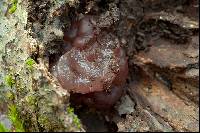 Exidia recisa image