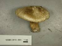 Tricholoma venenatum image