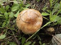 Paxillus involutus image