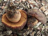 Boletus fragrans image