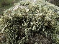 Ramalina siliquosa image