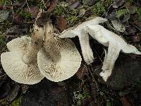 Tricholoma saponaceum image