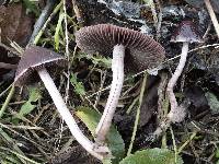 Psathyrella bipellis image