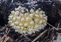 Amanita muscaria var. formosa image