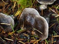 Tricholoma terreum image
