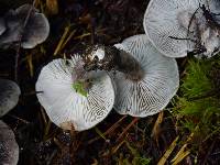 Tricholoma terreum image