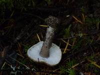 Tricholoma terreum image