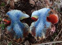 Boletus eastwoodiae image