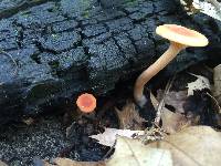 Lactarius subserifluus image