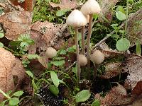 Mycena filopes image